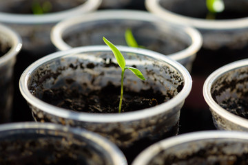 Young Seedling. Young seedlings growing on windowsill in plastic cup