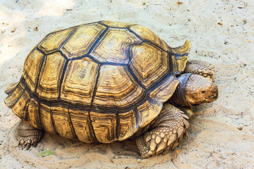 Tortoise