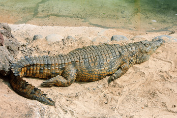 crocodile 