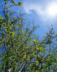 Zürich im Frühling, Schweiz