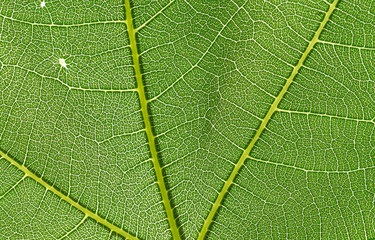 Naklejka na ściany i meble detail structure of backlit texture and pattern of a fig leaf plant, the veins form similar structure to a green tree on macro closeup