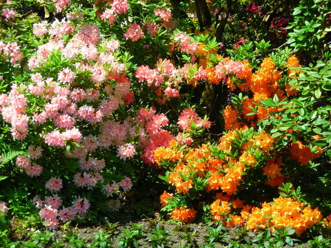 various flowers various angles