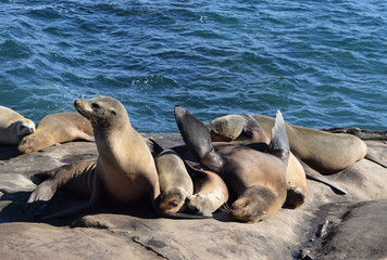 Sea Lion Bliss by the Ocean