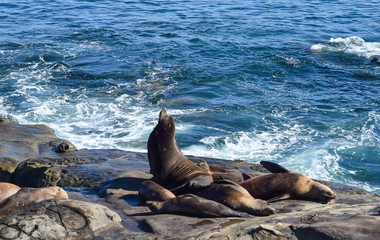 Sea Lions Resting on the Cliffs