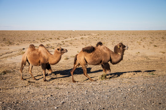 two camels in the desert