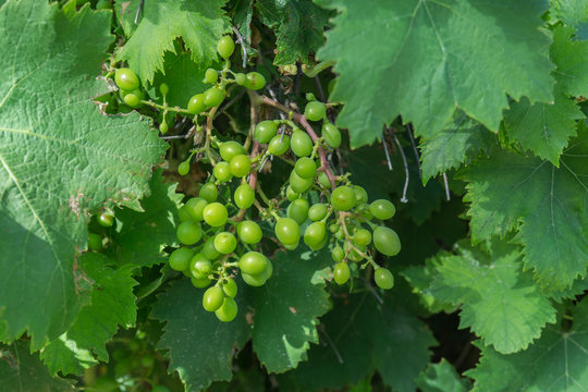 Green grapes in the ripe fruit. 3 months before grape harvest.