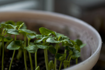Macro closeup young seedling with green leaves in garden