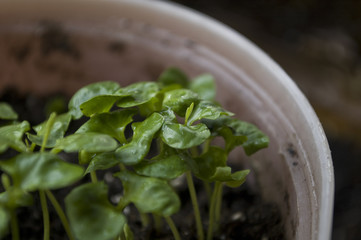 Macro closeup young seedling with green leaves in garden