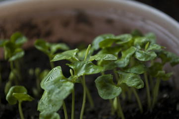 Macro closeup young seedling with green leaves in garden