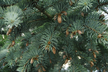 Blue spruce texture