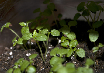 Macro closeup young seedling with green leaves in garden 