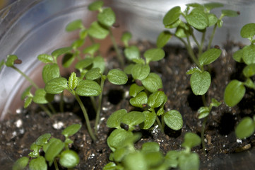 Macro closeup young seedling with green leaves in garden 