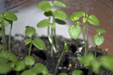 Macro closeup young seedling with green leaves in garden 