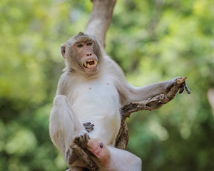 Monkey 's open mouth and genitals.
