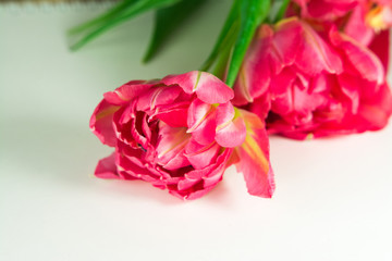Pink and red tulips, flowers head isolated on white background