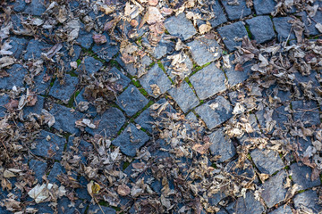 Road from paving stone with yellow leaves from above. © ShuraveyArt