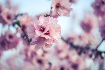 close up pink blooming spring tree