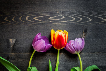 Three tulips on dark background