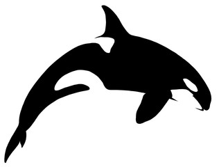 black and white linear paint draw killer whale illustration