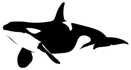 black and white linear paint draw killer whale illustration © Turaev