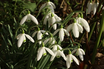 Perce-neige (Galanthus nivalis)