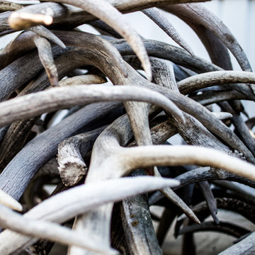 Whitetail Deer Antler Shed Pile 