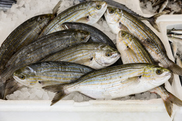 Sarpa salpa for sale in the greek fish market.