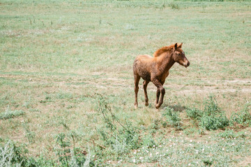жеребенок по полю скачет