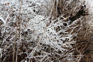 Ice on a bush from an Iowa storm