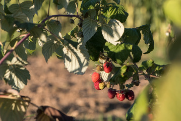 Himbeerstrauch in Garten
