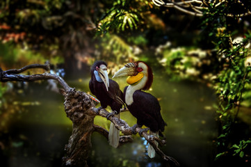 on a branch in green tropical forest over the pond sit two Toucan