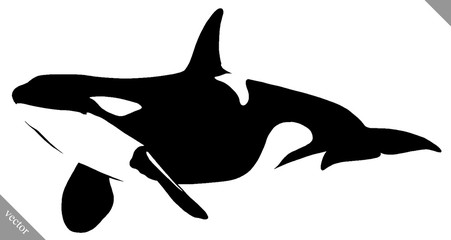 black and white linear paint draw killer whale illustration © Turaev