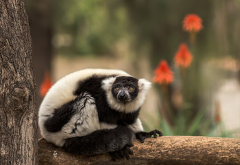 Black-and-white lemur on a branch
