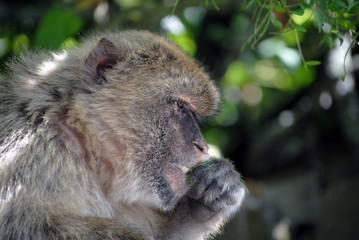 Obraz premium Monkey in Gibraltar in the natural environment