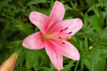 Pink lily flower