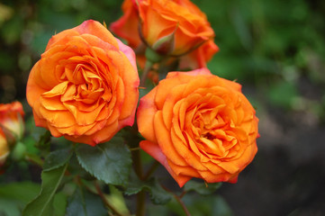 Beautiful rose flower