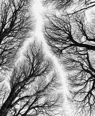 Detailed tree branches or Heavenly road - black and white - 140121750