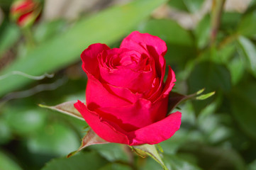 Beautiful rose flower