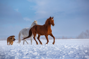 Red and white horses and red dog run on snow on blue sky background