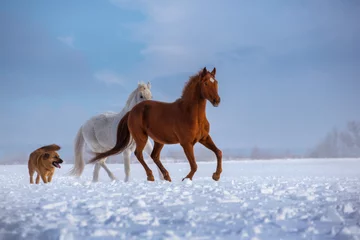 Gordijnen Red and white horses and red dog run on snow on blue sky background © ashva