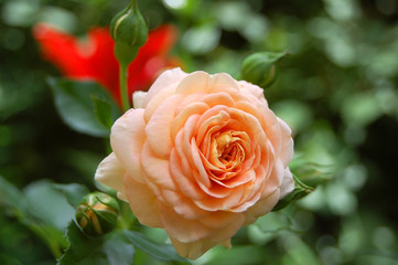 Beautiful rose flower
