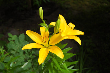 Obraz premium Yellow lily flower