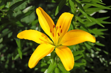 Obraz premium Yellow lily flower