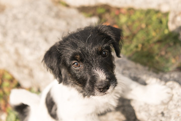 Niedlicher Hunde Welpe schaut nach oben - Jack Russell - 2 Monate alt