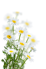 Fototapeta premium Chamomile Flowers on a White