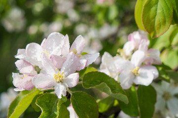 Branch of Apple blossoms in early spring