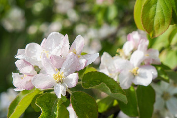 Obraz na płótnie Canvas Branch of Apple blossoms in early spring