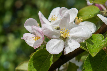 Obraz na płótnie Canvas Branch of Apple blossoms in early spring