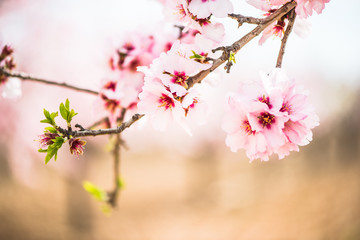 Spring blossom orchard. Abstract blurred background.