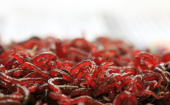 a bunch of small red mosquito larvae bloodworm is lying on a white background